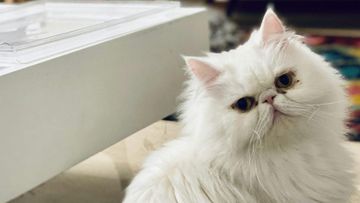 10 Fakta Menarik tentang Kucing Persia Asal Iran, Si Kucing Kalem yang Cocok Jadi Penjaga&nbsp;Rumah