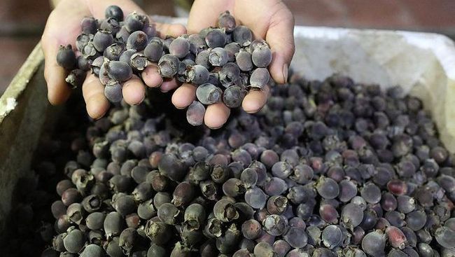 Mirip Blueberry! Intip 5 Fakta Kemunting, Buah Beri Asli Indonesia yang Kaya&nbsp;Antioksidan