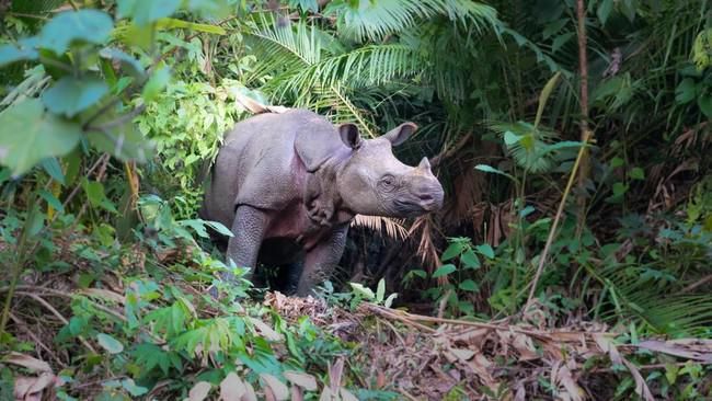 26 Badak Jawa di Taman Nasional Ujung Kulon Tewas Akibat Perburuan&nbsp;Liar