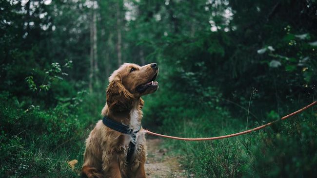 5 Makanan Berbahaya yang Tidak Boleh Diberikan ke&nbsp;Anjing