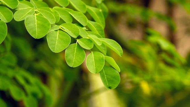 5 Manfat Daun Kelor untuk Perempuan yang Wajib Kamu&nbsp;Tahu